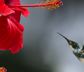 Significance of the Hummingbird