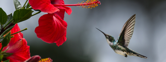 hummingbird approaching a bright red flower reposted by Made for Freedom