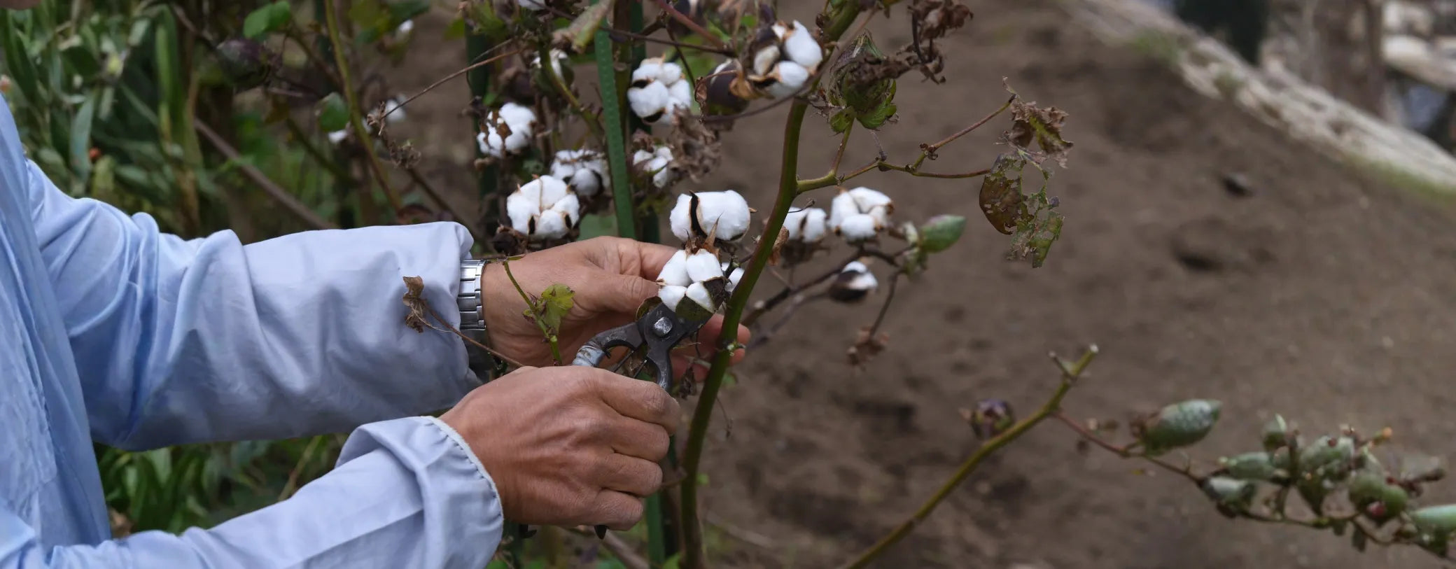 a pair of hands harvesting cotton reposted by Made for Freedom