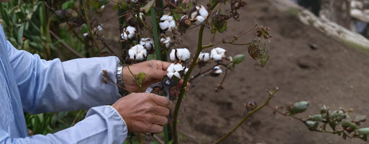 a pair of hands harvesting cotton reposted by Made for Freedom