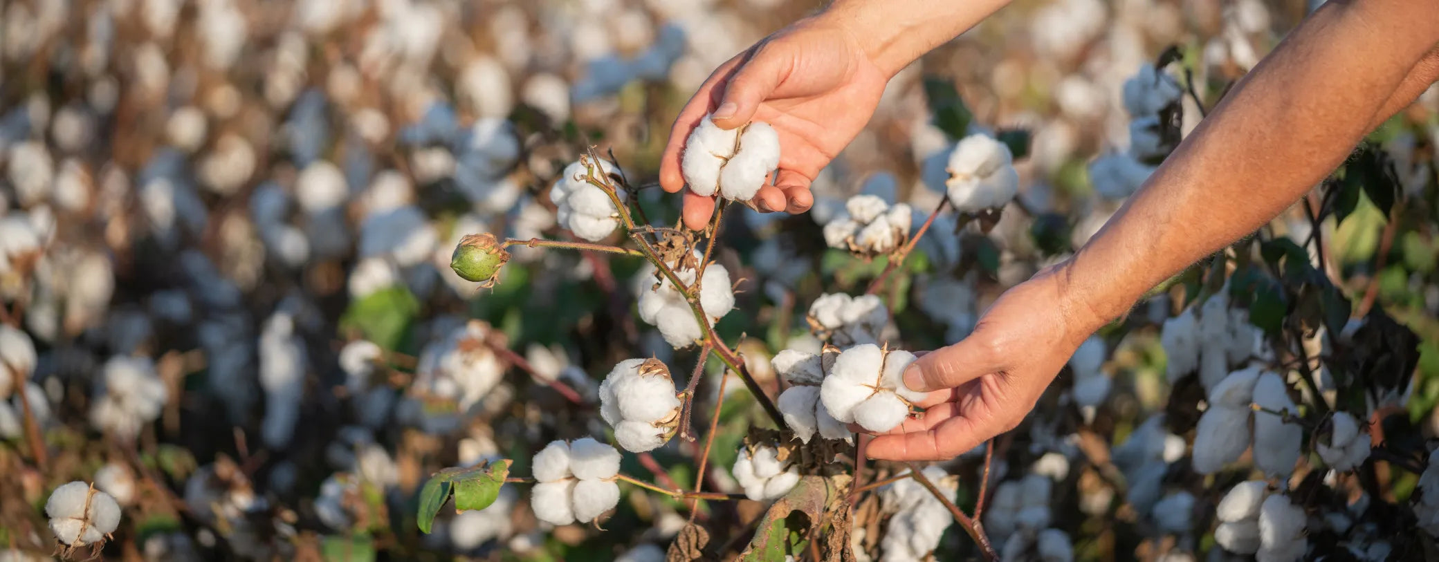 a pair of hands harvesting cotton reposted by Made for Freedom