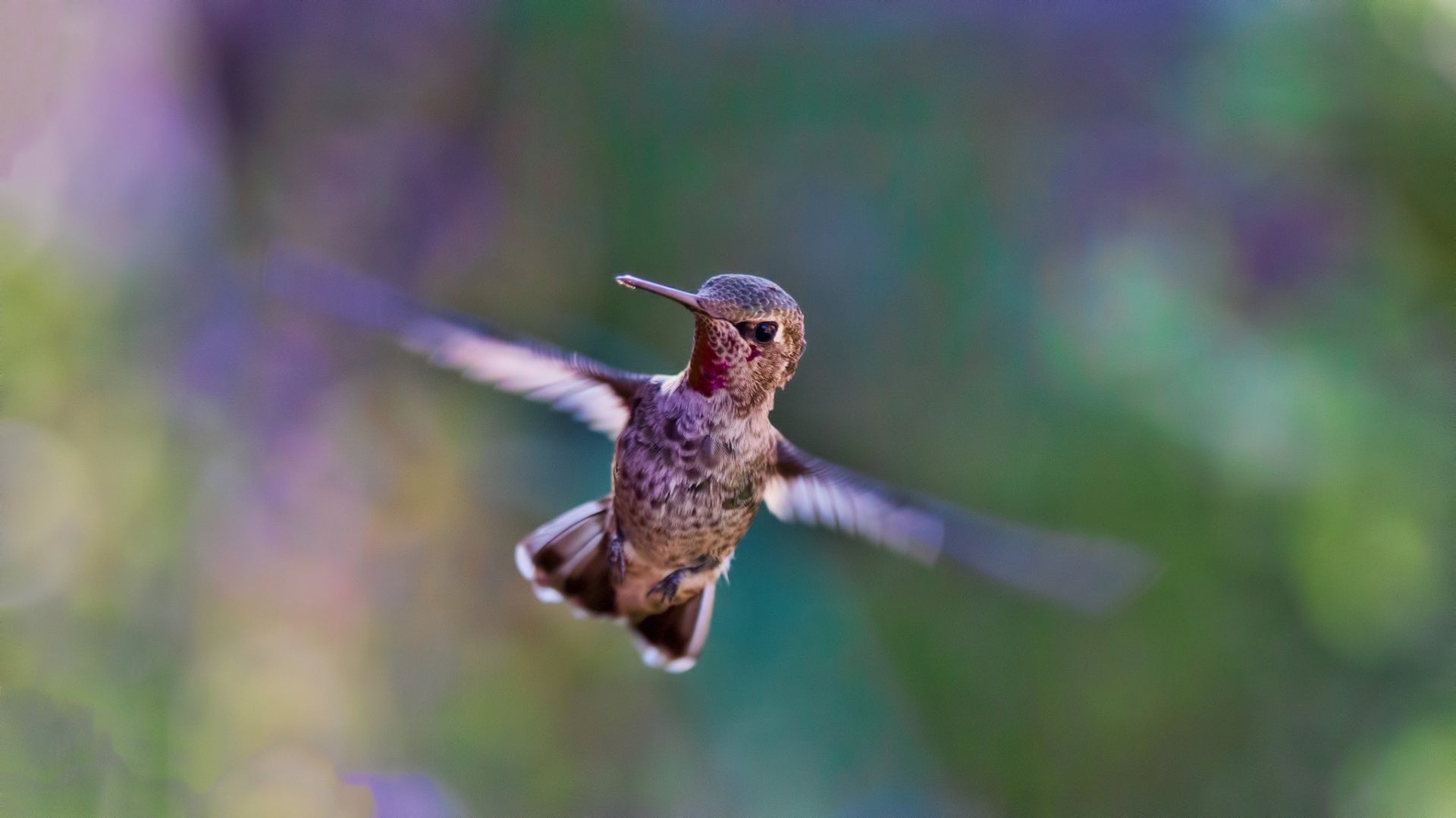 Monday Motivation: "I have dreams, and I can fly!"