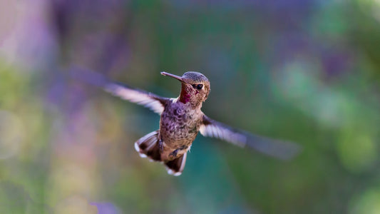 Monday Motivation: "I have dreams, and I can fly!"