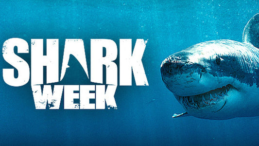 What Does Shark Week Have to Do with Sex Trafficking?