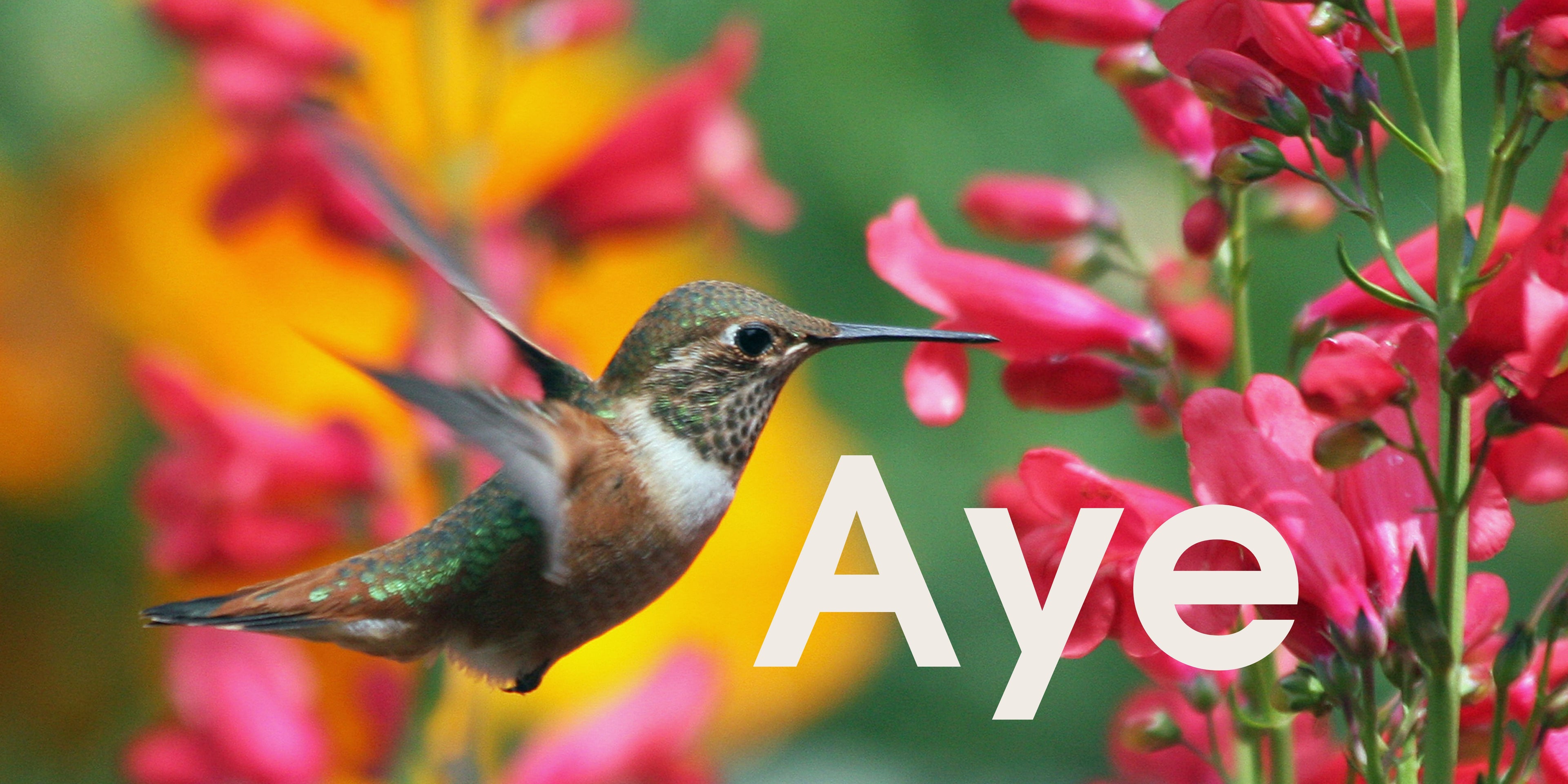 Aye - SOR Banner.jpg__PID:457e20d8-999d-4625-a4c0-a519ad067c99