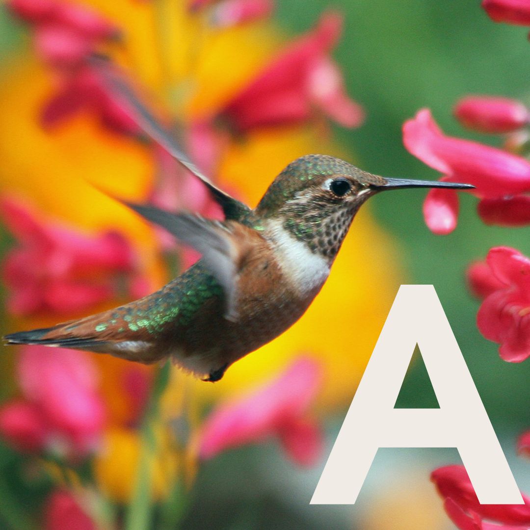 Aye Thumbnail.jpg__PID:29fafee0-dfe7-4e91-bd58-190ea96982cb