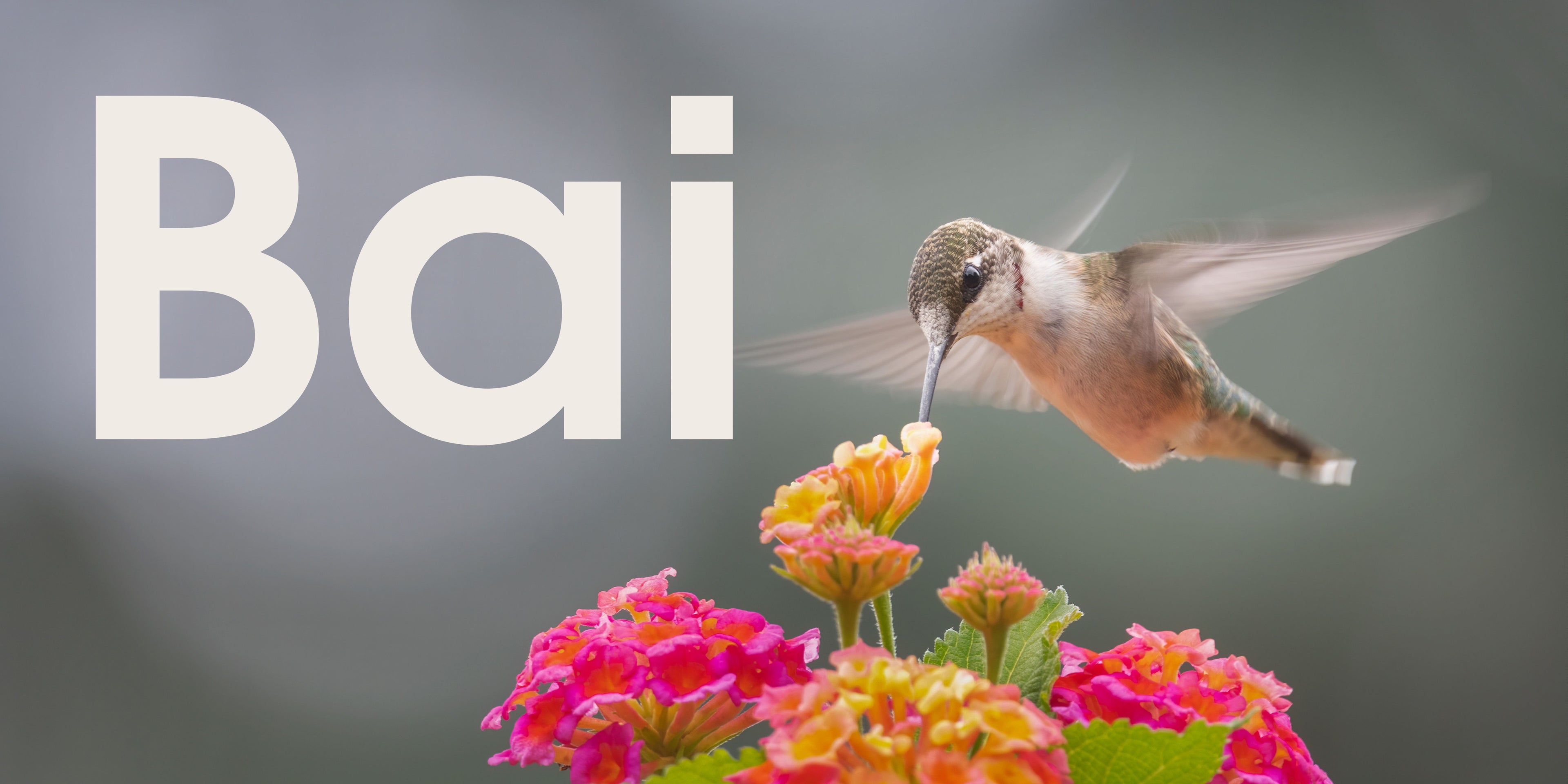 Bai - SOR Banner.jpg__PID:539f9034-61c5-4d67-abaa-333e9679dcce
