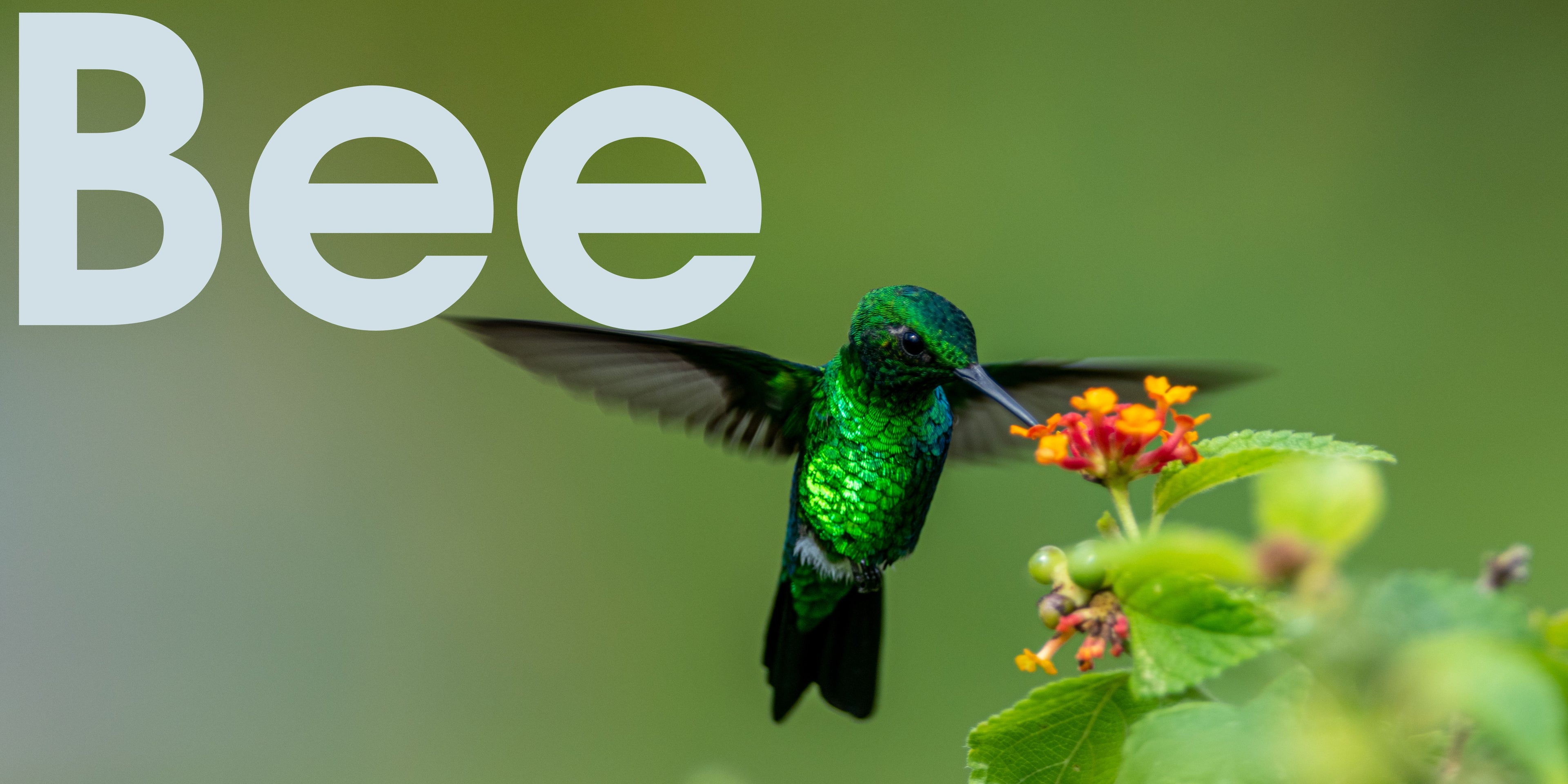 Bee - SOR Banner.jpg__PID:fdc60204-9751-4ad9-b088-b106400f8e8f
