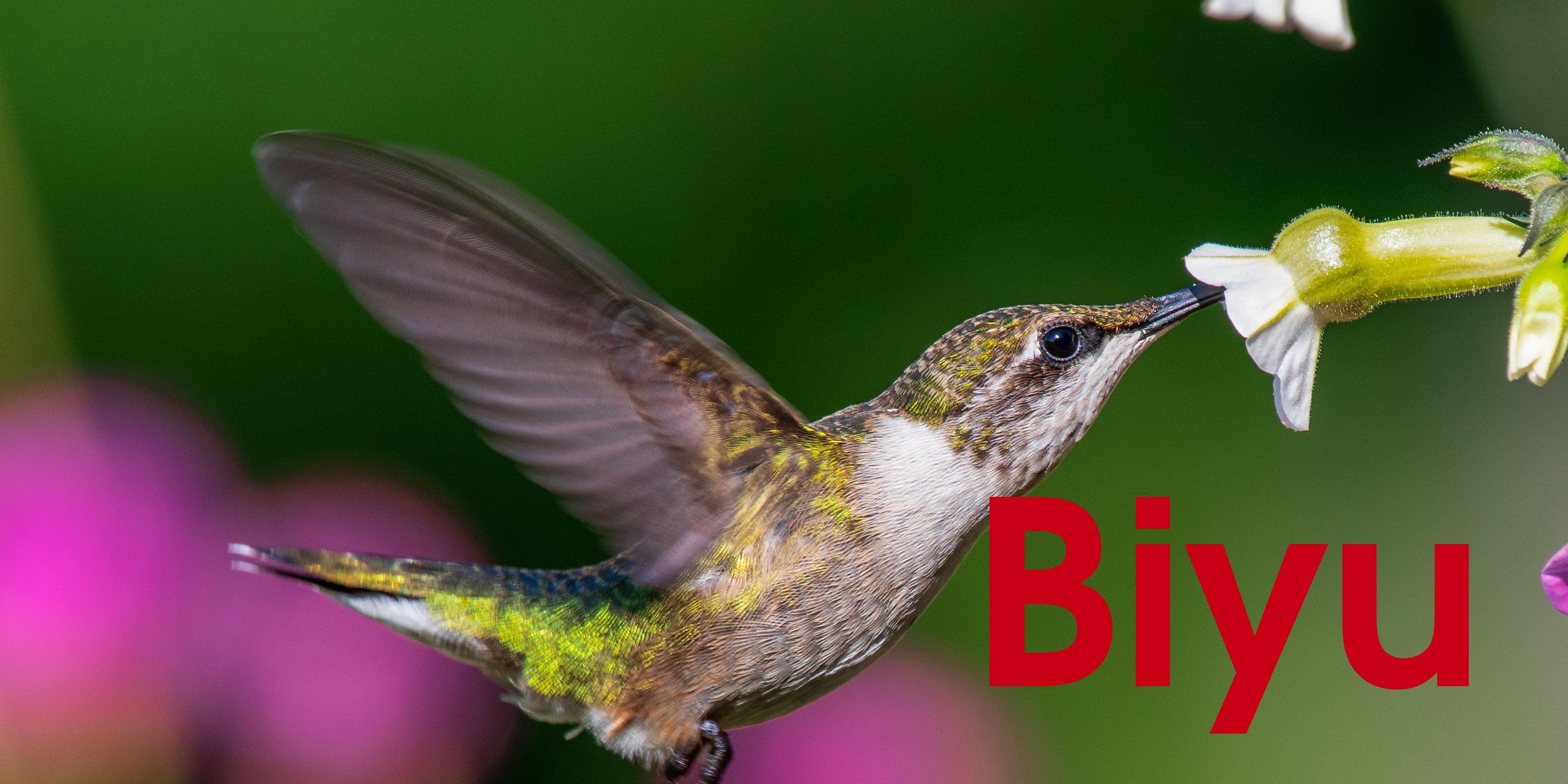 Biyu - SOR Banner.jpg__PID:3811b1df-b546-49a6-846f-9970219b2f13