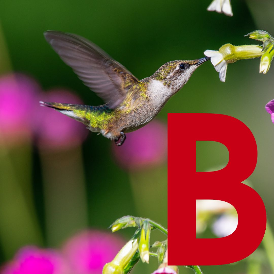 Biyu - SOR Thumbnail.jpg__PID:adfb16b0-eb61-4d15-87e0-a8e6cc4e8439