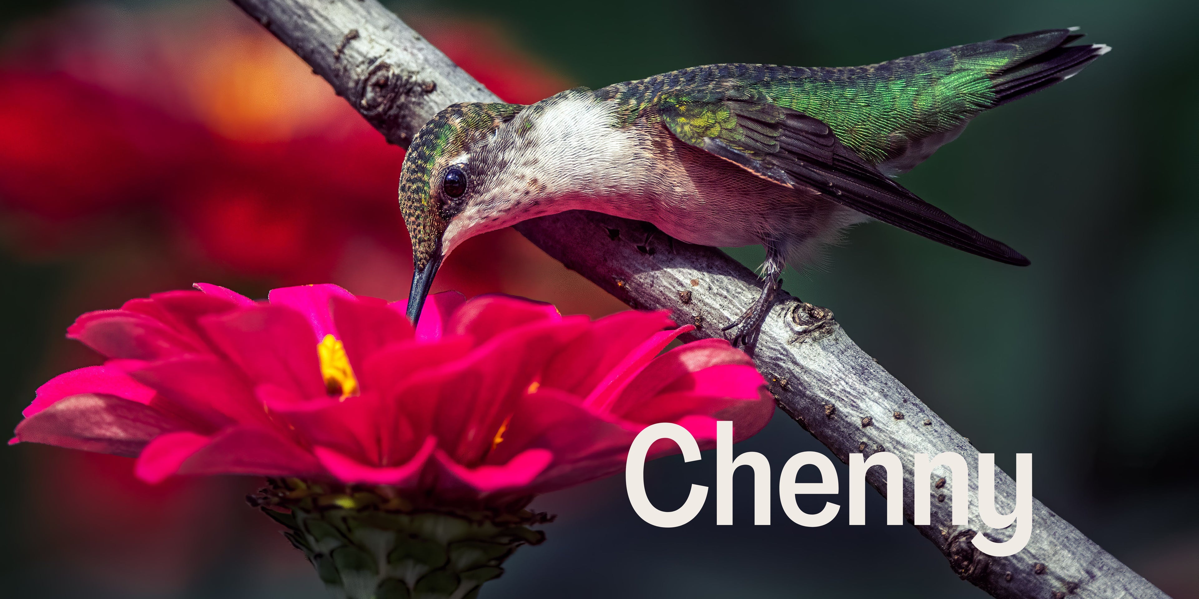 Chenny - SOR Banner.jpg__PID:da6357d9-57ed-4dbf-8193-850e416070f0