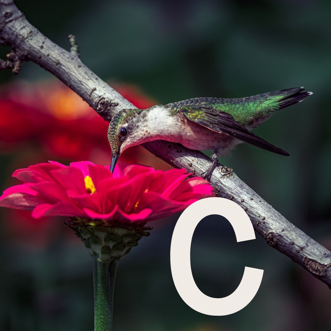 Chenny - SOR Thumbnail.jpg__PID:fc5b745f-aa25-4f1f-a9ba-983a60ef7900