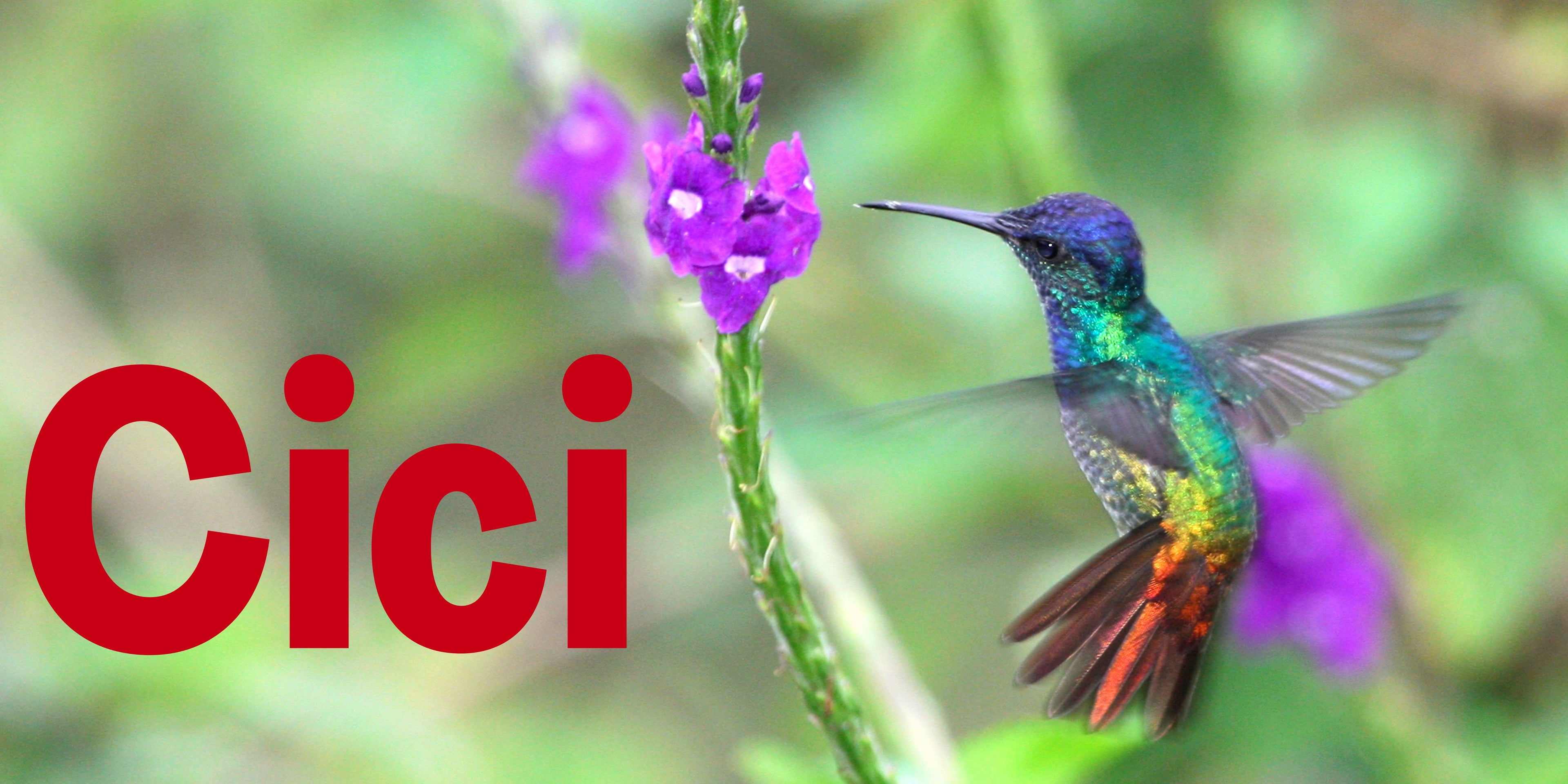 Cici - SOR Banner.jpg__PID:2fa4ca8a-2218-40fe-a961-5d5ae1d33504
