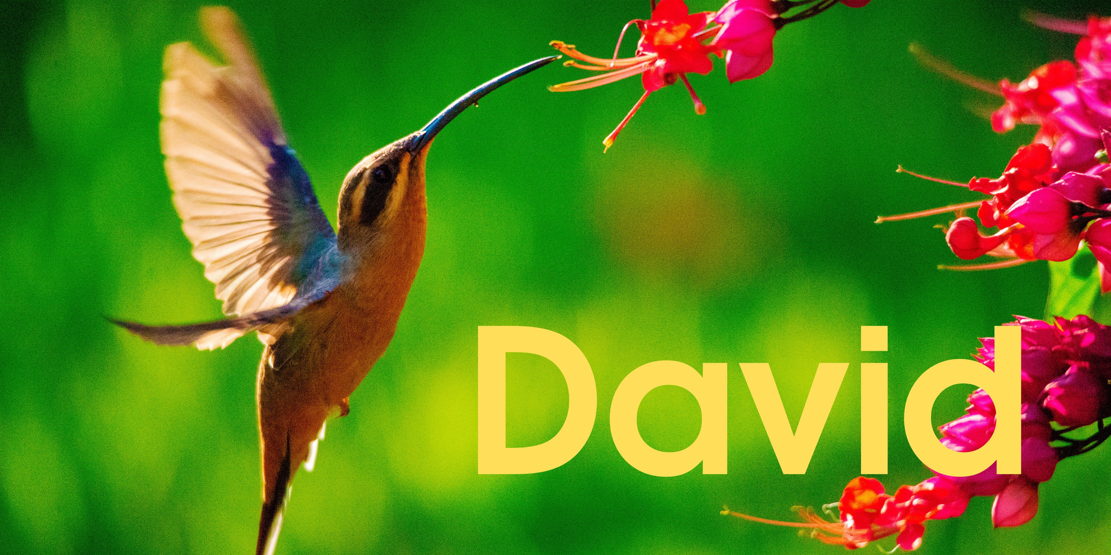 David - SOR Banner.jpg__PID:8bb3705d-b3c1-4e2a-84c7-89c2c5553469