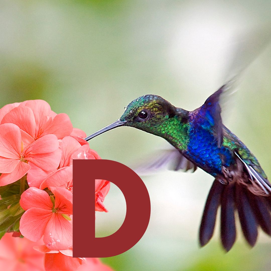 Duli - SOR Thumbnail.jpg__PID:c4eaf465-21aa-4846-8f2e-9c6b57c6b6a6