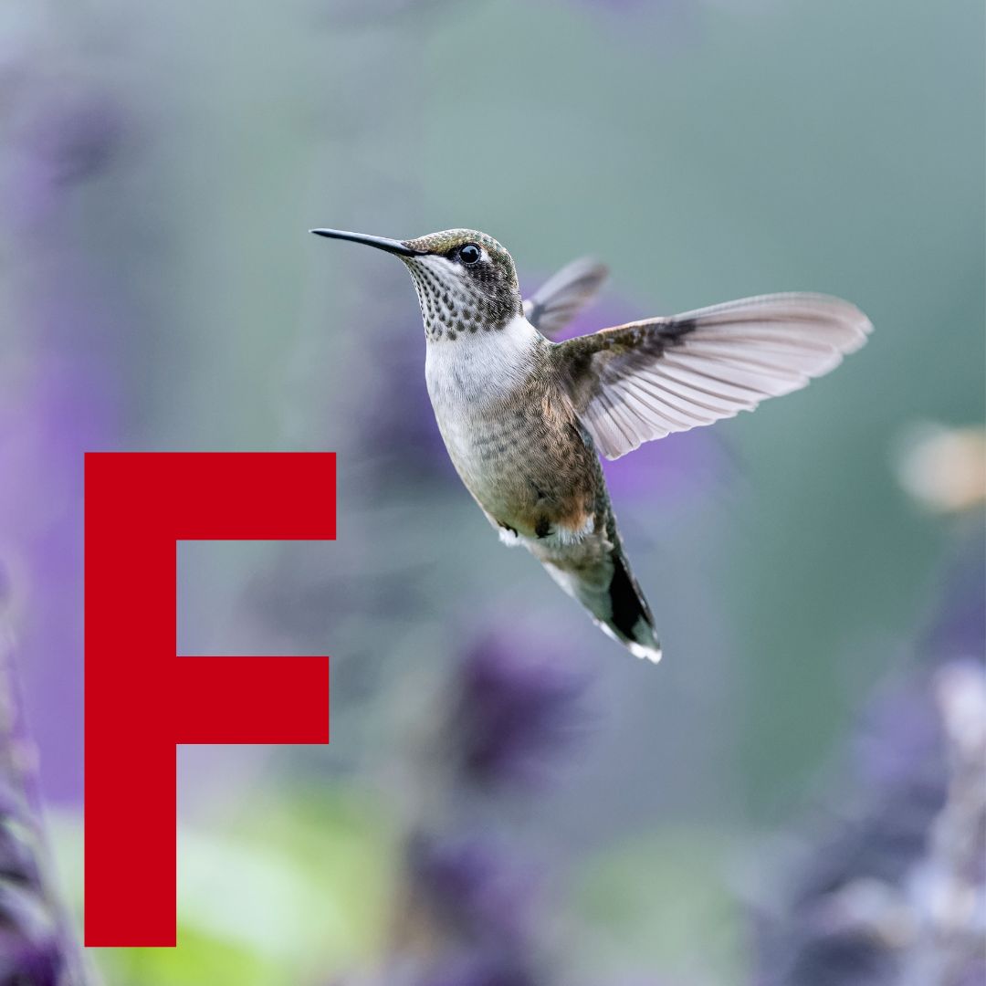 Fan - SOR Thumbnail.jpg__PID:de94e52e-70e9-46e5-b574-07120e62e7b2