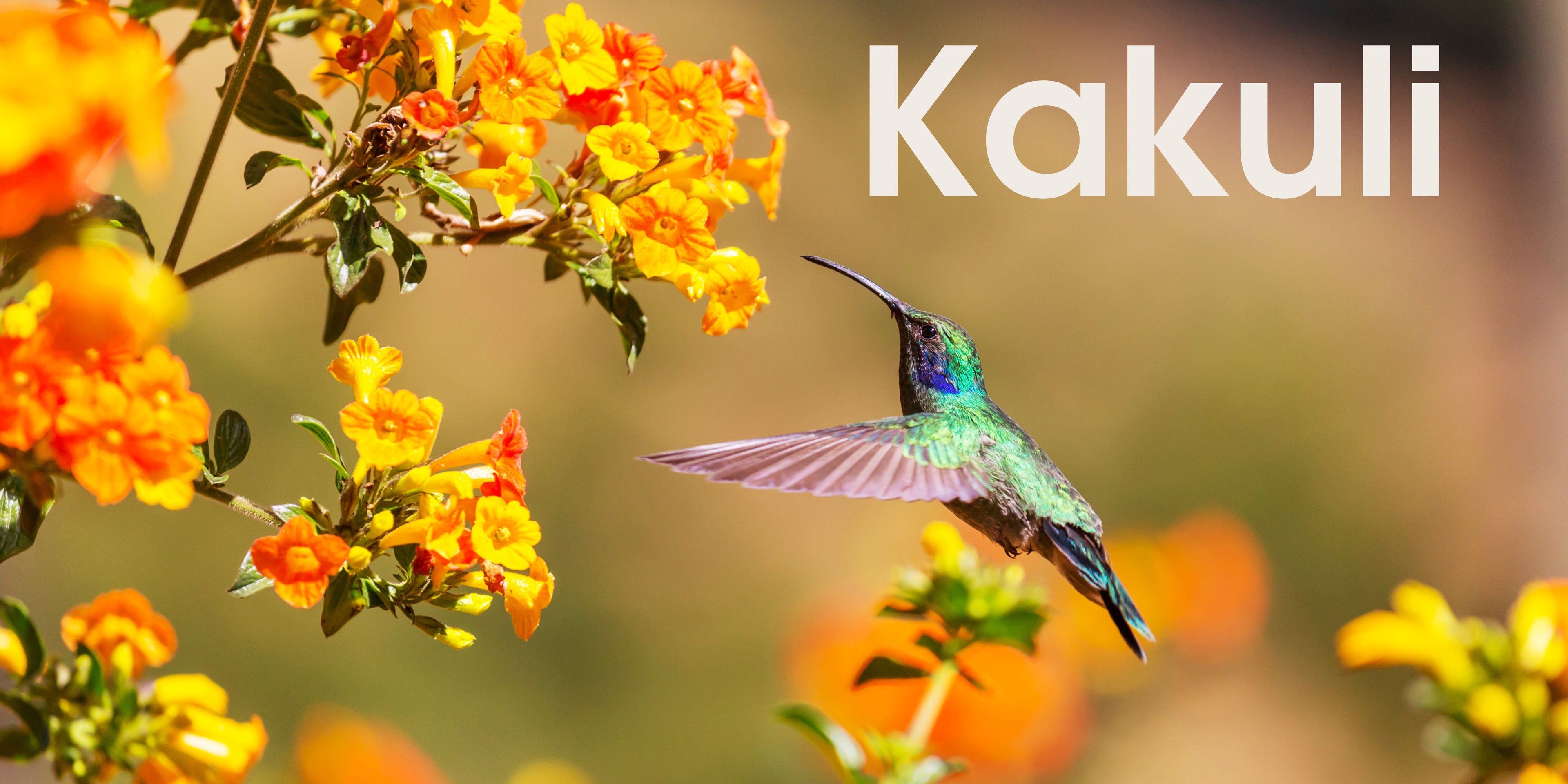 Kakuli - SOR Banner.jpg__PID:741e3843-a4ec-4194-9b3a-7d9fc9bb26a8