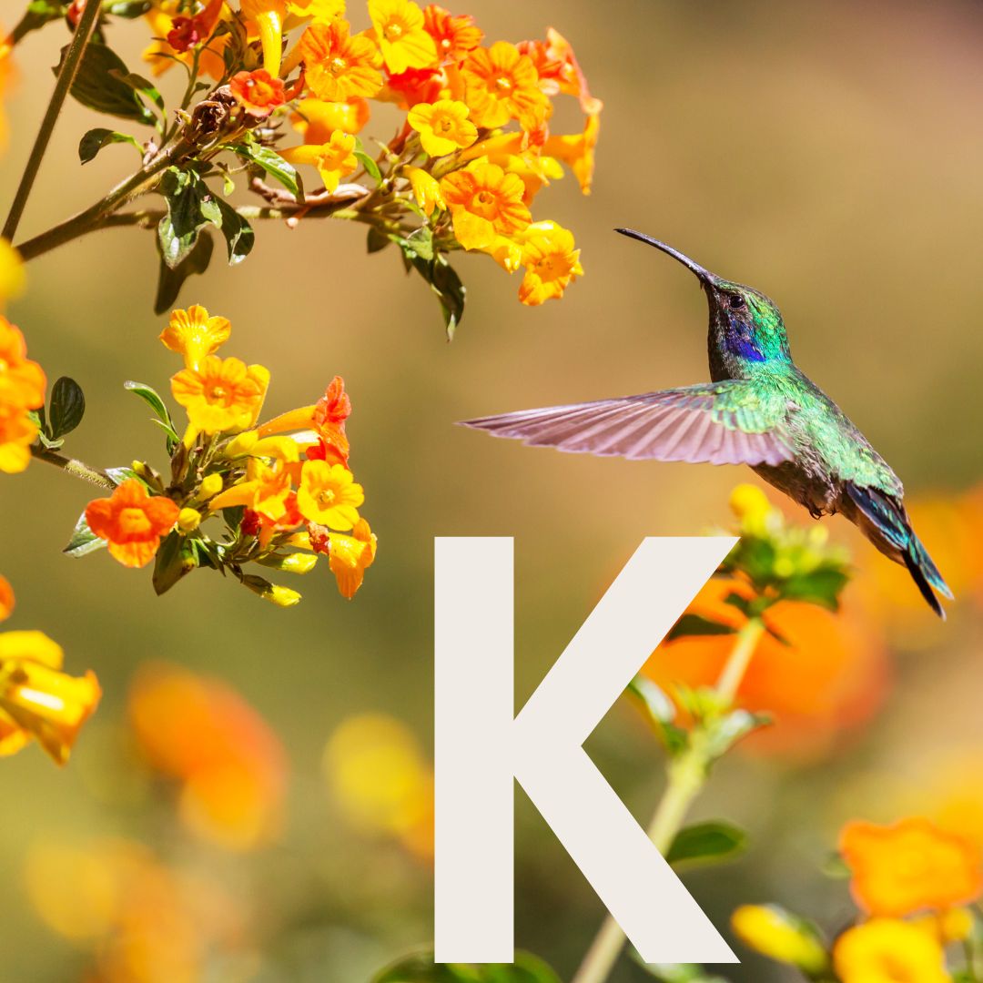 Kakuli Thumbnail.jpg__PID:3970b7e6-7a1c-4fd9-af0a-c827a646fc27