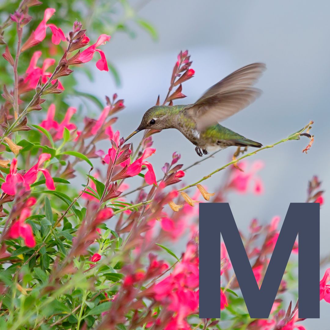 Mae - SOR Thumbnail.jpg__PID:dbee83b4-5477-4860-9b1f-83fb66e6d7bf