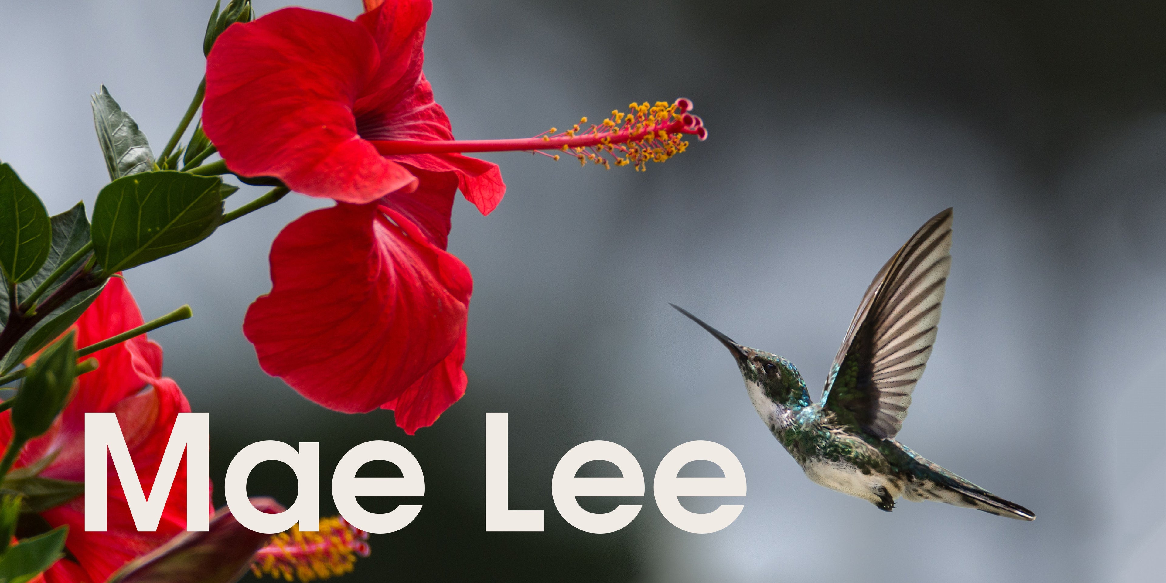 Mae Lee - SOR Banner.jpg__PID:99047f9a-090a-4b74-bd65-22ce99f41d10