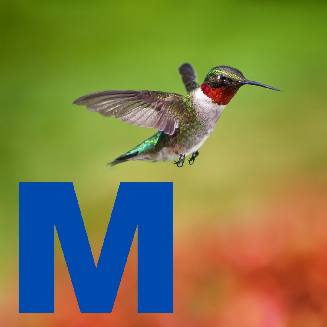 Mae Lee Thumbnail.jpg__PID:d2122db6-29fa-4ee0-9fe7-8e91fd58190e