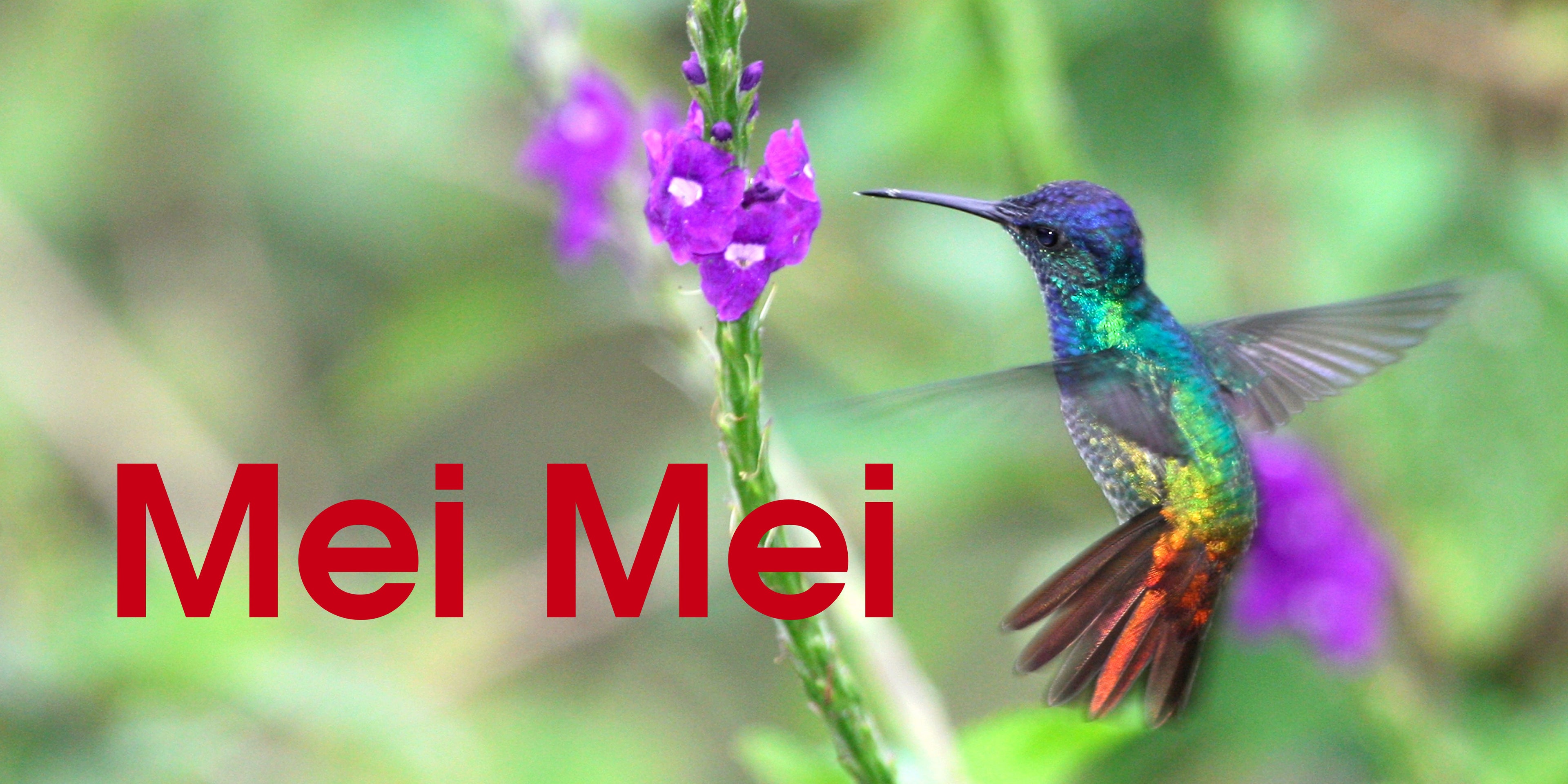 Mei Mei - SOR Banner.jpg__PID:84bc720c-1afc-46db-a3db-f69375f5227b