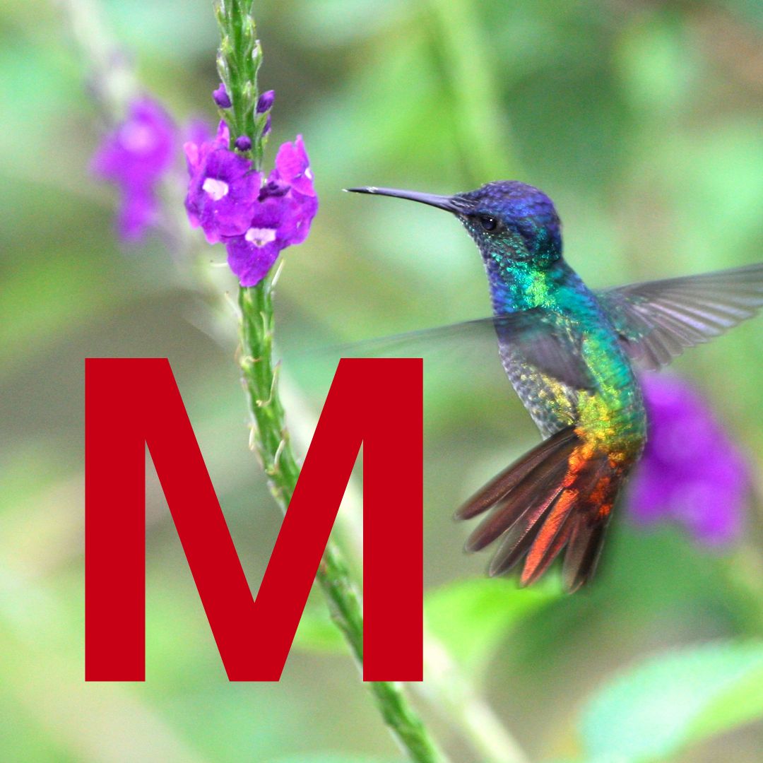 Mei Mei - SOR Thumbnail.jpg__PID:eafa8713-08b0-4d30-a1d6-00bd6c0ba27d