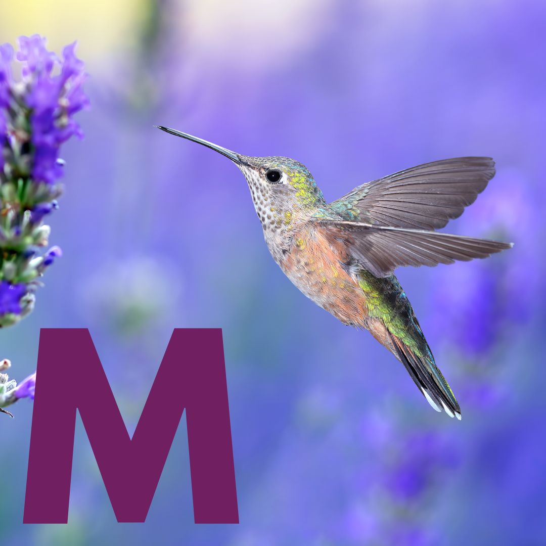 Moe Moe Thumbnail.jpg__PID:8fc6fc35-7981-43c9-8c12-5641b3bb36b3