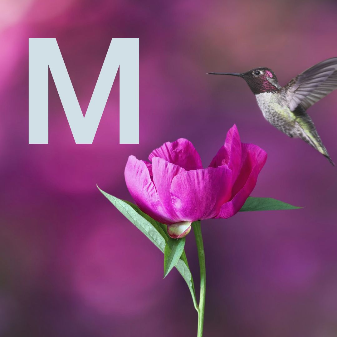 Mya Mya - SOR Thumbnail.jpg__PID:ae44587d-60d8-4ed9-9370-4790b770465f