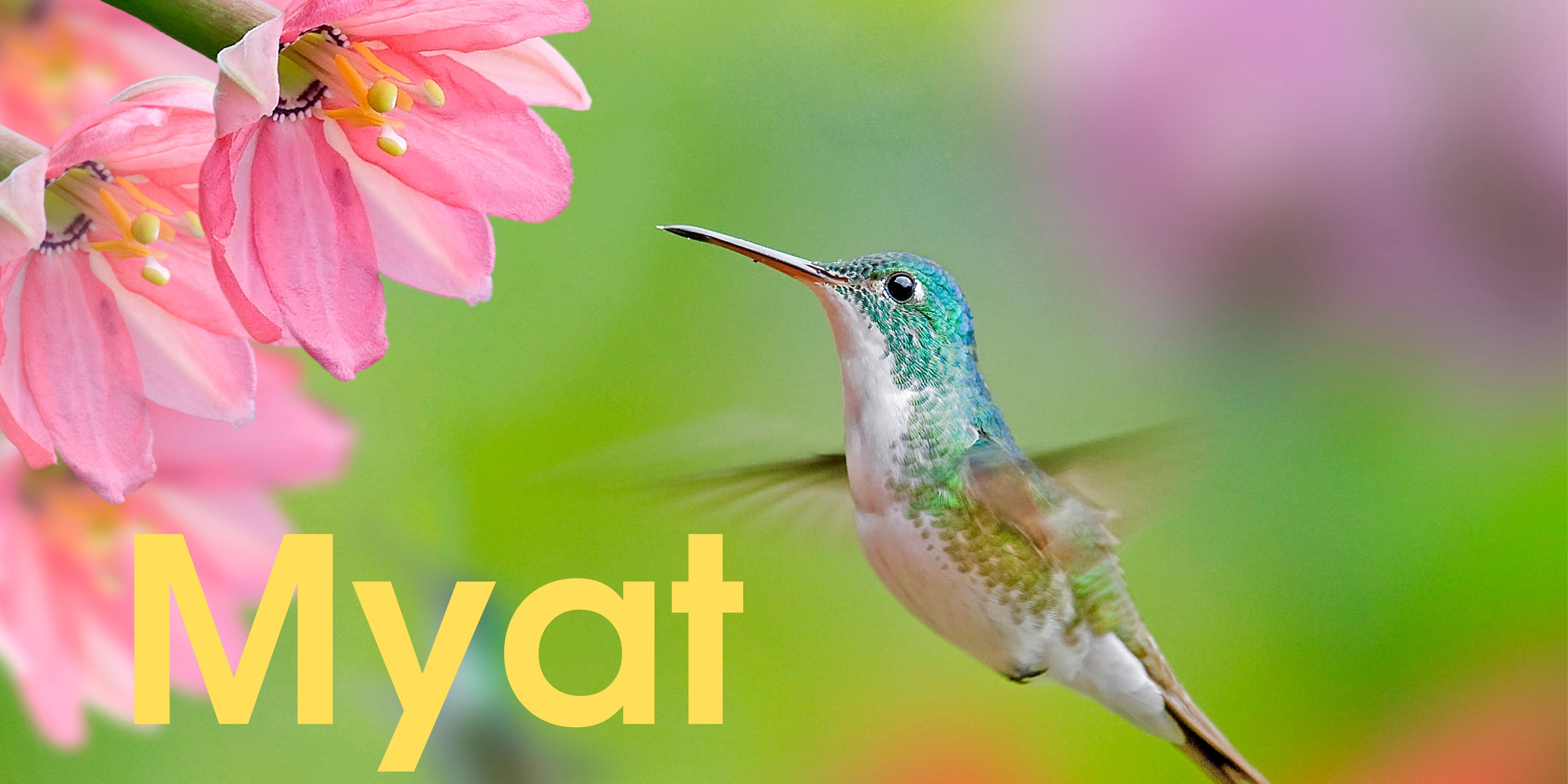 Myat - SOR Banner.jpg__PID:6971eb14-0936-4273-8d0e-403697214c15