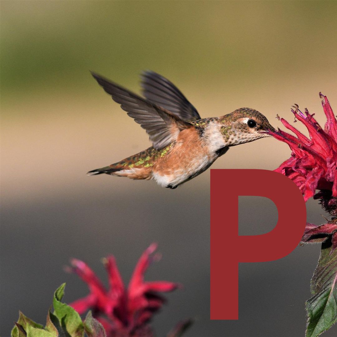 P - Phu Lei.jpg__PID:436369cc-8e72-465a-9413-6026996dd435