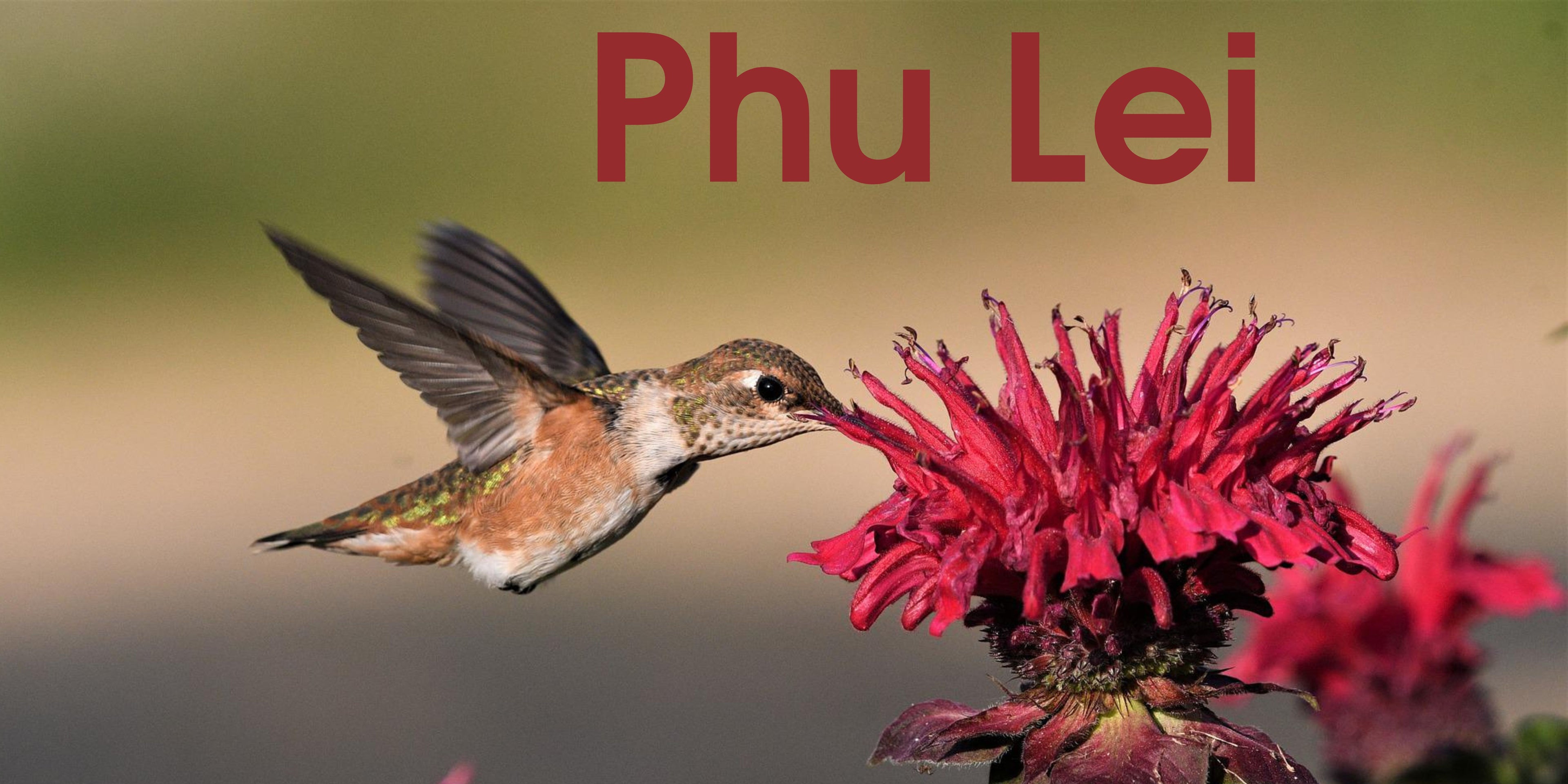 Phu Lei - SOR Banner.jpg__PID:009c40dc-2a02-495d-8833-4632c797f4a9