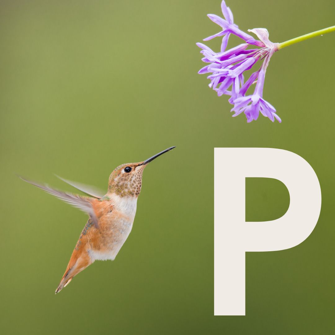 Phyu Phyu Thumbnail.jpg__PID:26b9297c-fea3-4d29-ae3e-0fa5f0e82a39