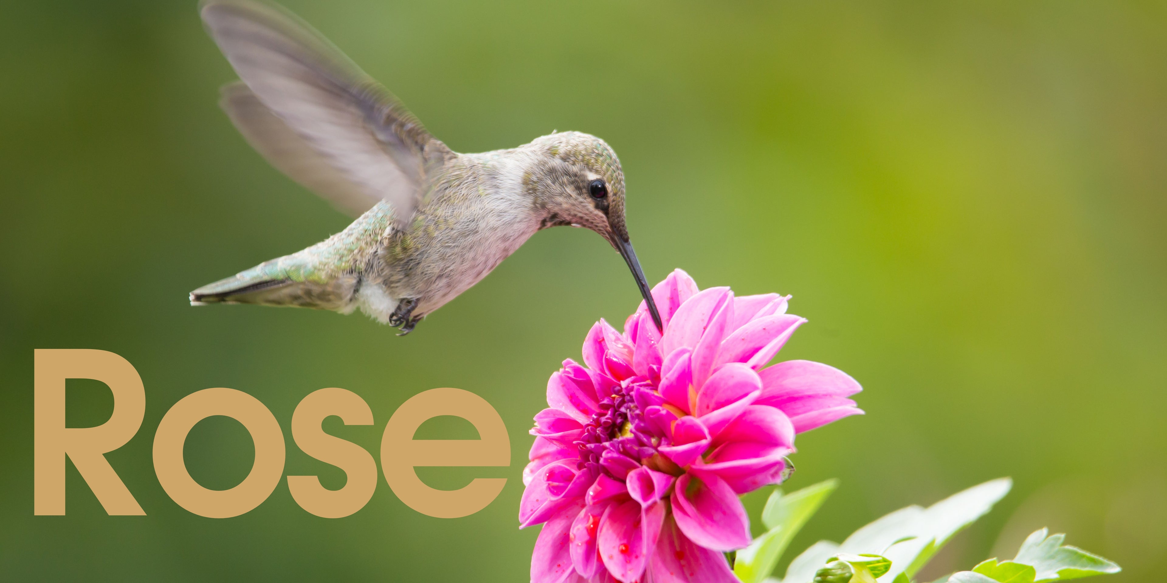 Rose- SOR Banner.jpg__PID:4fd4e9e2-c2a9-426f-a50b-fb5afecb7842