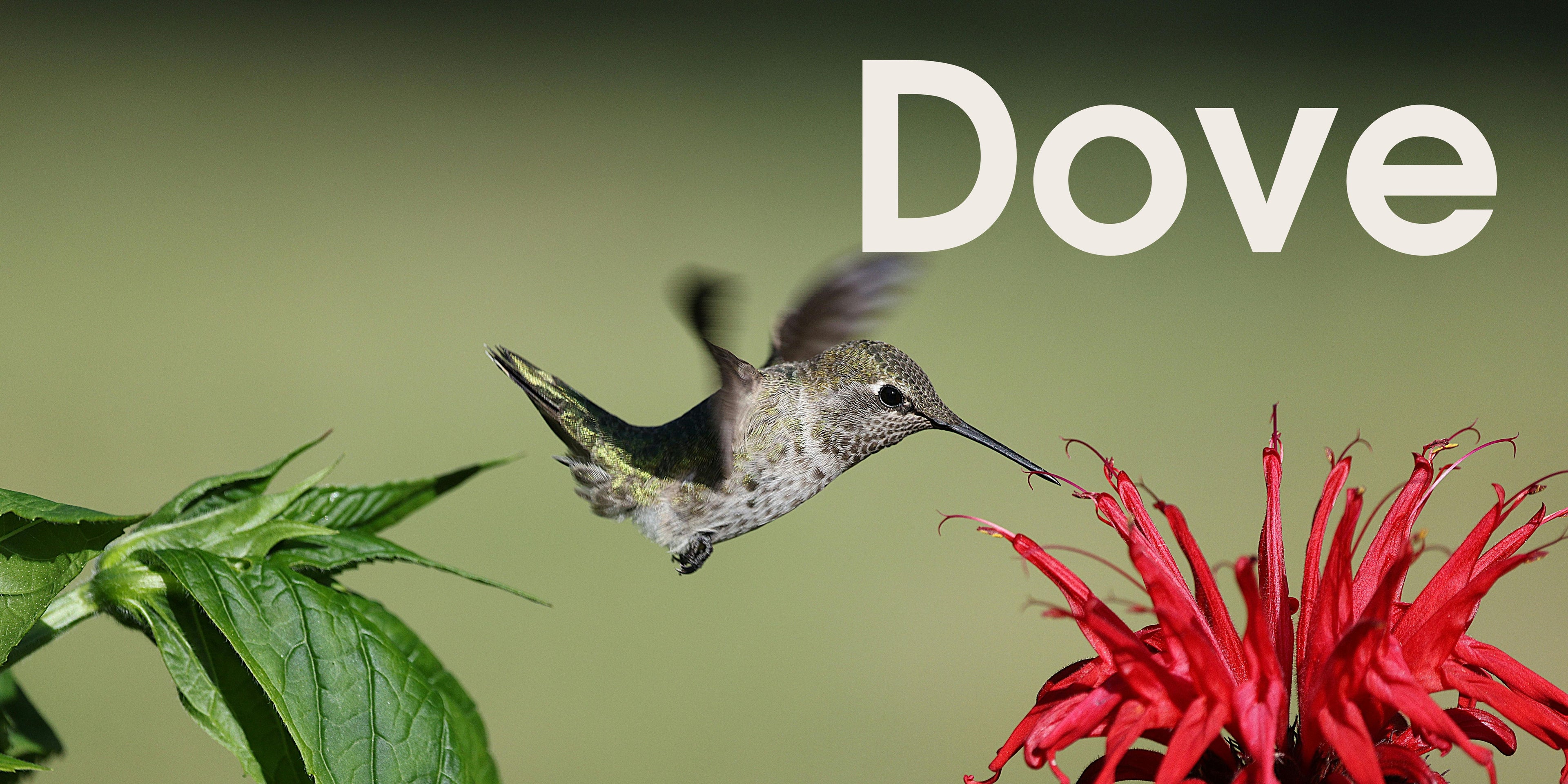 SOR Banner - Dove.jpg__PID:e1c88998-9e21-4e25-bcff-29122748815b