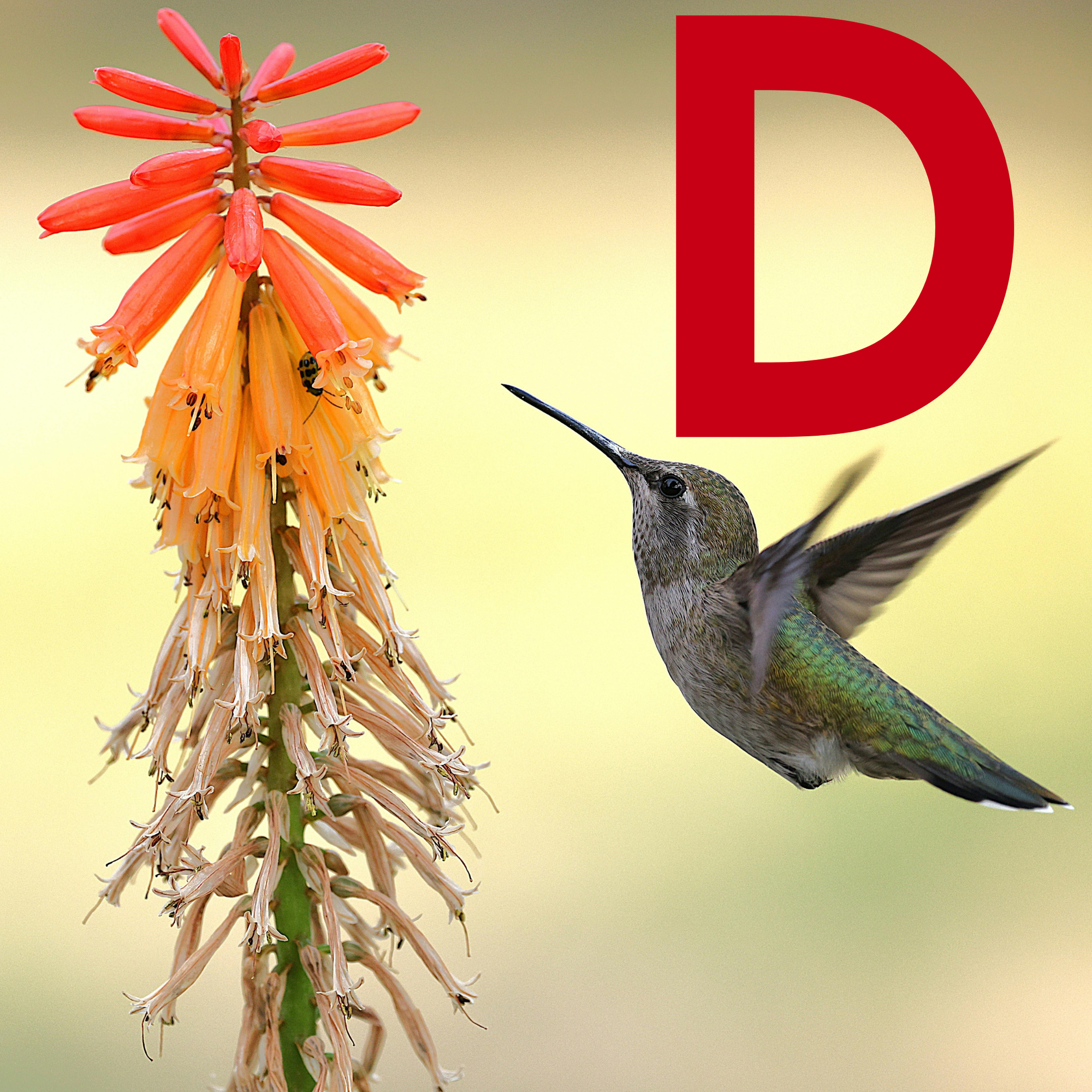 SOR Thumbnail - Dove.png__PID:2aa98c1f-33fd-4ac6-a4d5-f731822eff5c