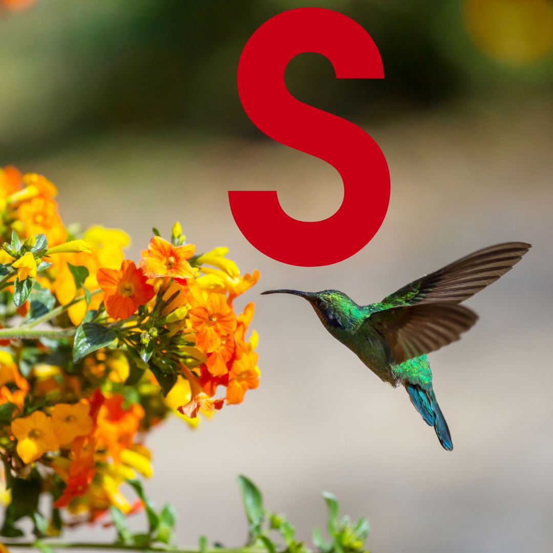 SOR Thumbnail - Sandar.jpg__PID:197ed946-4ccc-4daf-bc8f-b0f76f33b6e7