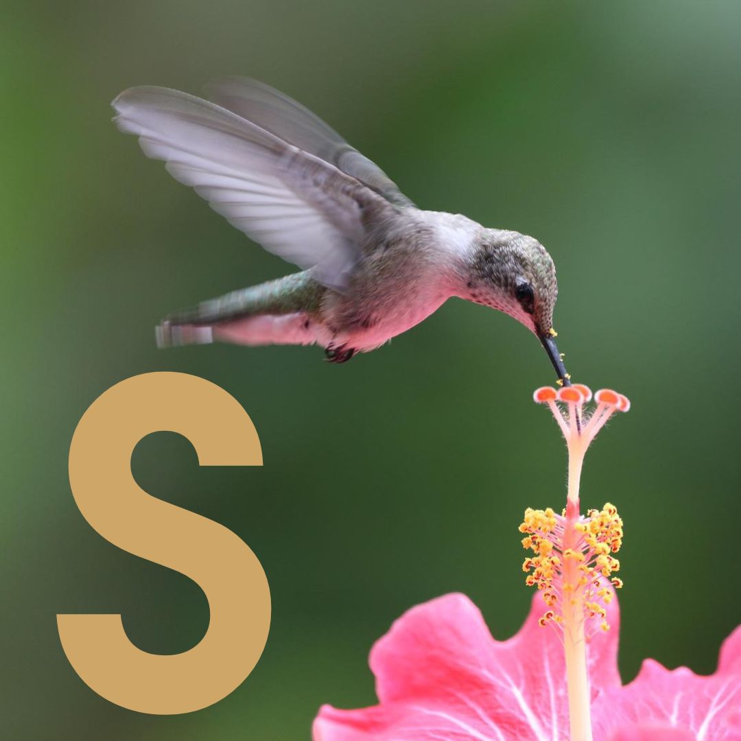 Sa Mun Thumbnail.jpg__PID:9630caf3-a1ce-4865-a74e-11bf97534bcf