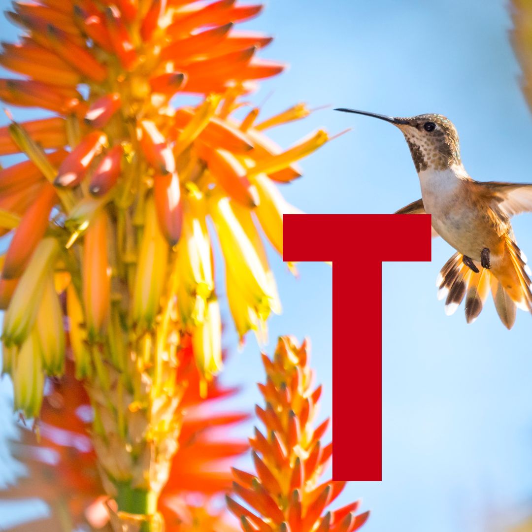 Tho Tho - SOR - Thumbnail.jpg__PID:e096b20c-a601-495e-85dd-07dcb52b093b