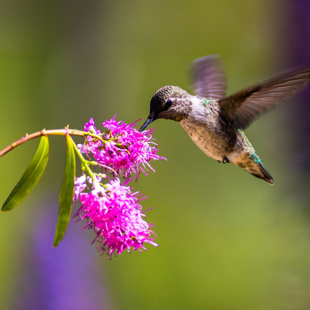 HUMMINGBIRD_PAGE