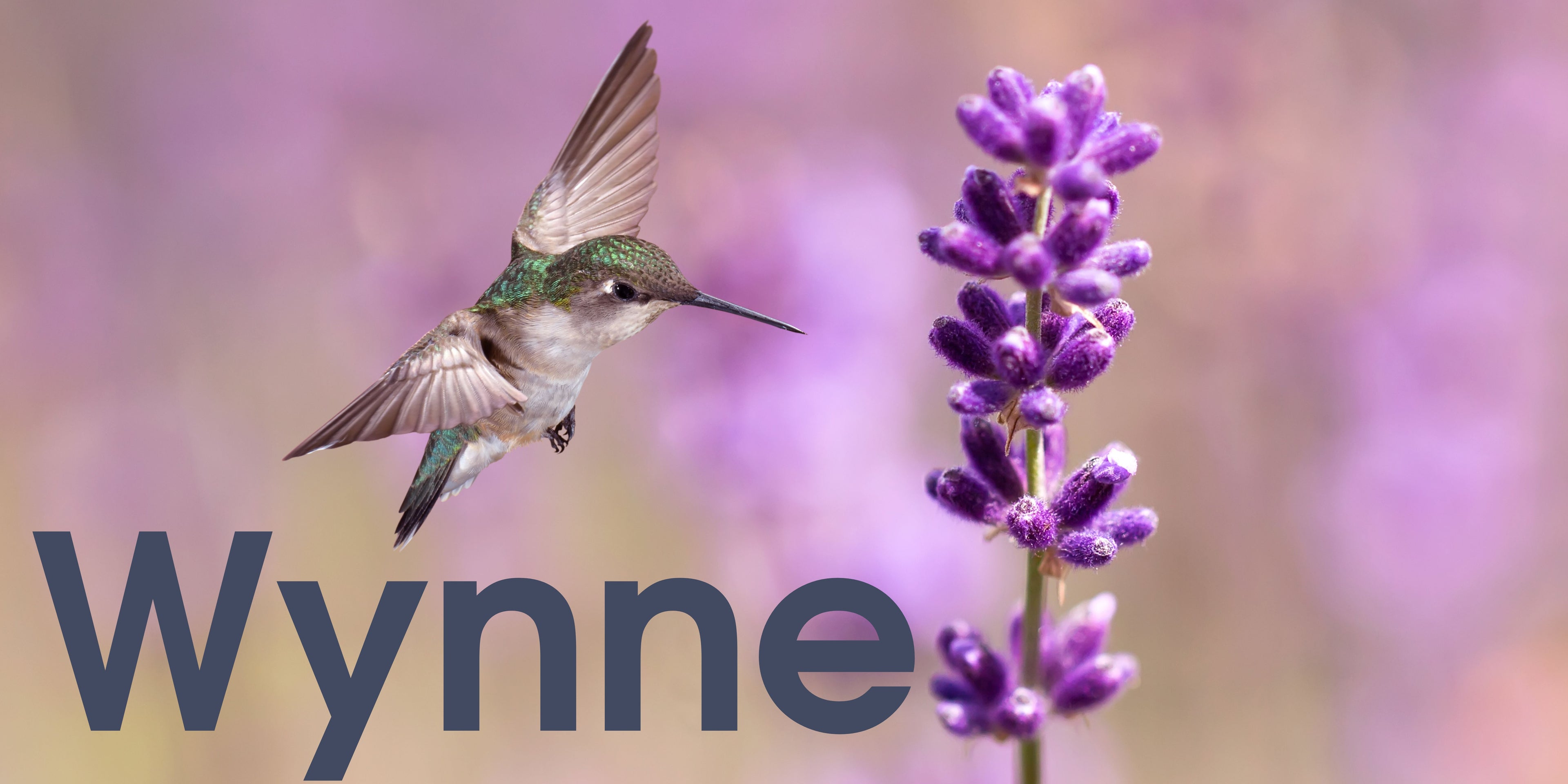 Wynne - SOR Banner.jpg__PID:35fa226f-5978-4230-892c-a6d3a645708d